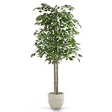 Maia Shop Ficus Artificial 150 cm - Arbol Decorativo Realista de Interior | Planta Artificial Alta con Tronco Natural y Hojas de PE para Casa, Salón, Recibidor y Oficina - Maceta Negra Incluida